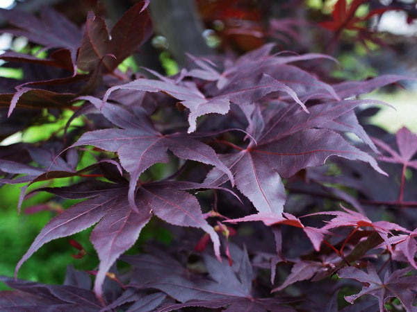 f:id:elmikamino:20110705104028j:image f:id:elmikamino:20110705104028j:image