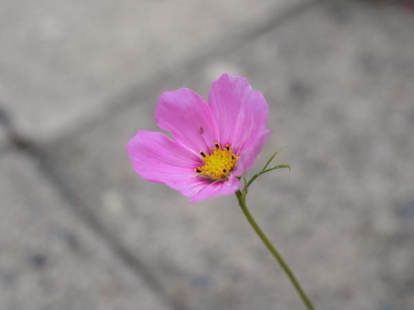 f:id:elmikamino:20110705104348j:image f:id:elmikamino:20110705104348j:image