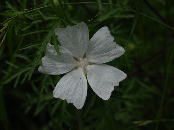 f:id:elmikamino:20110705105017j:image f:id:elmikamino:20110705105017j:image