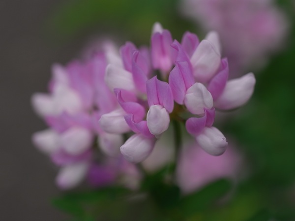 f:id:elmikamino:20110705110019j:image f:id:elmikamino:20110705110019j:image