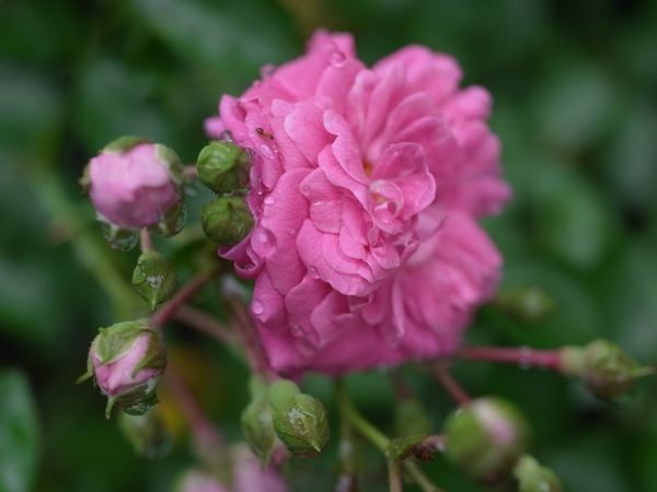 f:id:elmikamino:20110710094111j:image