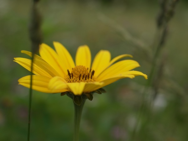f:id:elmikamino:20110710094511j:image