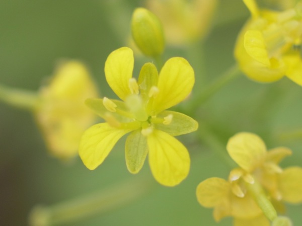 f:id:elmikamino:20110710095100j:image