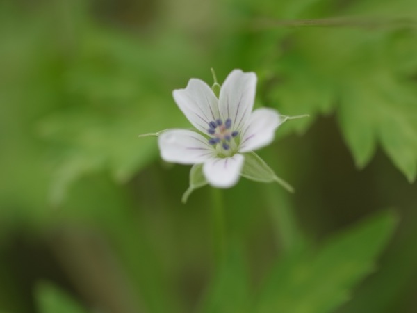f:id:elmikamino:20110710095129j:image