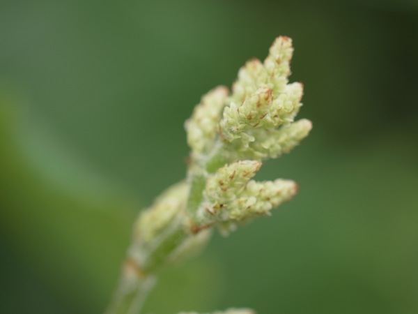 f:id:elmikamino:20110710095516j:image