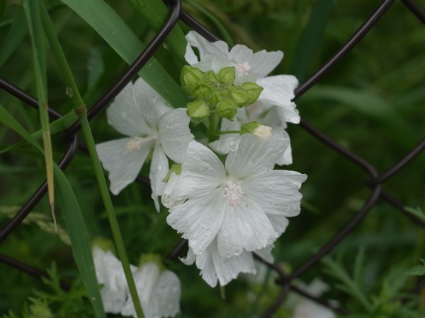 f:id:elmikamino:20110710095609j:image