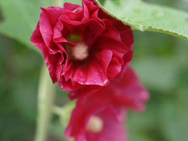 f:id:elmikamino:20110710100110j:image