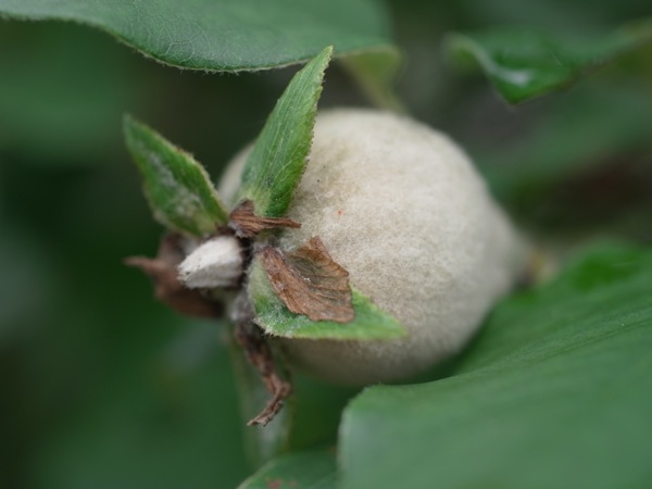 f:id:elmikamino:20110710100219j:image