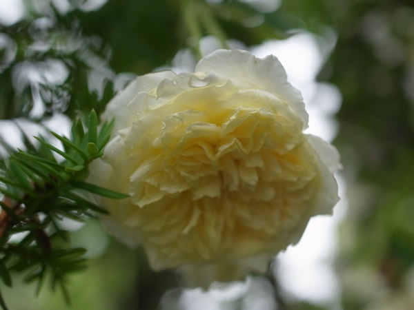 f:id:elmikamino:20110710100331j:image