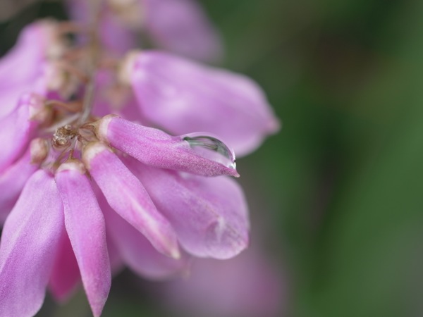 f:id:elmikamino:20110710100651j:image