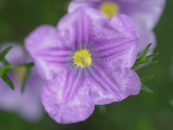 f:id:elmikamino:20110710100959j:image