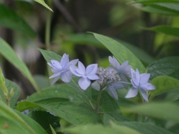 f:id:elmikamino:20110710101220j:image