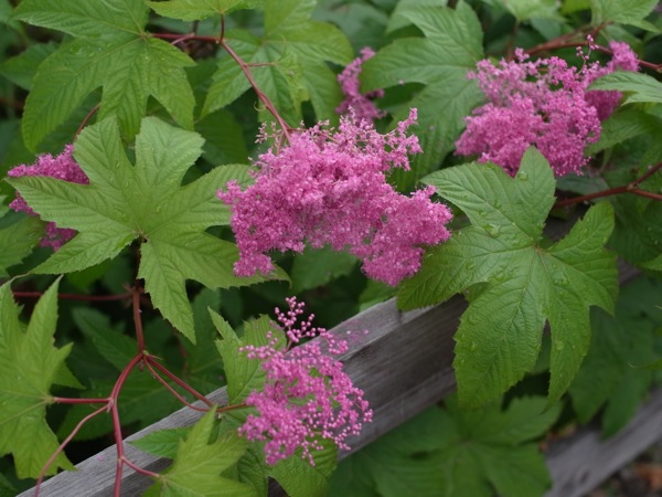 f:id:elmikamino:20110710101403j:image