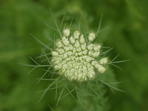 f:id:elmikamino:20110710101649j:image