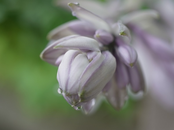 f:id:elmikamino:20110710102007j:image