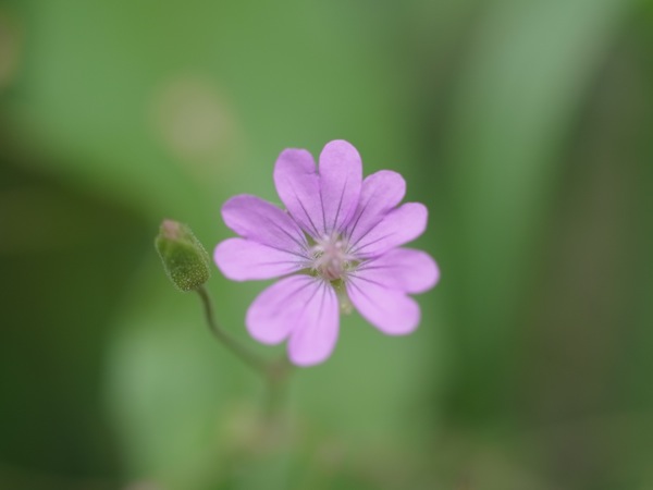 f:id:elmikamino:20110710102050j:image