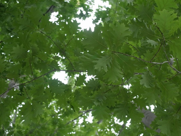 f:id:elmikamino:20110710103047j:image