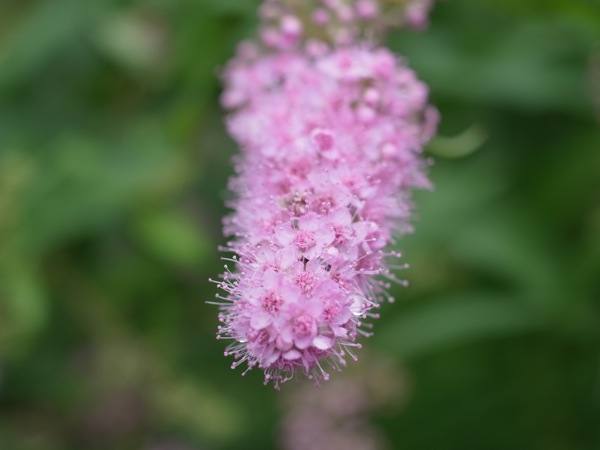 f:id:elmikamino:20110710103325j:image