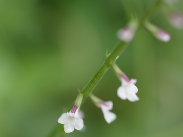 f:id:elmikamino:20110710103606j:image