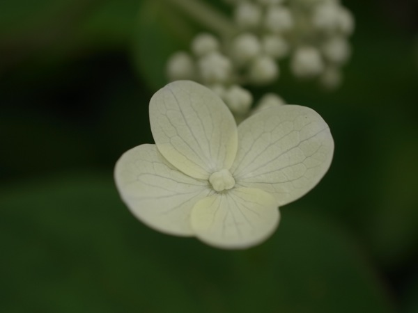 f:id:elmikamino:20110710104140j:image