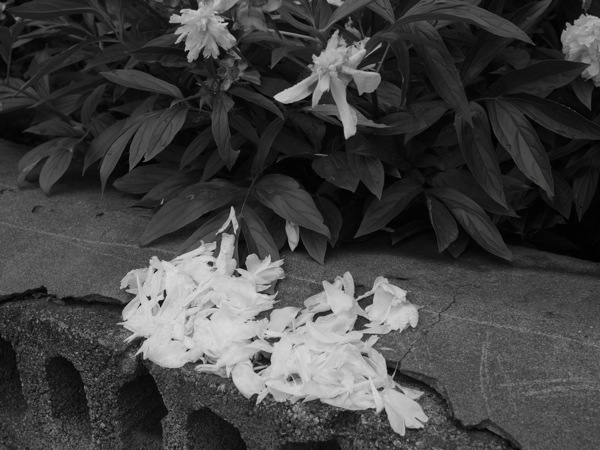 f:id:elmikamino:20110710104321j:image