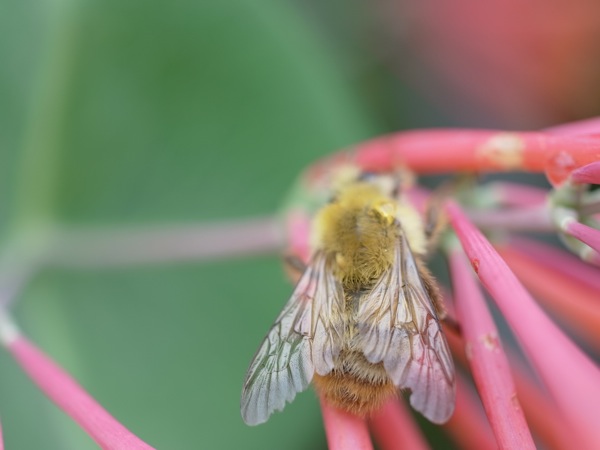 f:id:elmikamino:20110710104418j:image