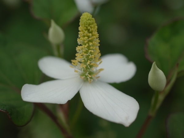 f:id:elmikamino:20110711092727j:image