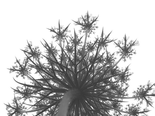 f:id:elmikamino:20110711093439j:image