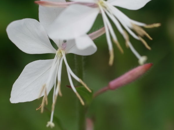 f:id:elmikamino:20110711093723j:image
