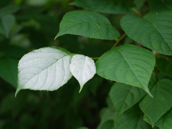 f:id:elmikamino:20110711094101j:image