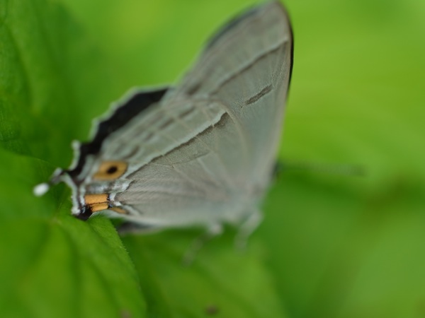 f:id:elmikamino:20110711094429j:image