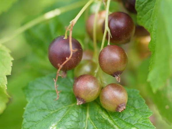 f:id:elmikamino:20110711094711j:image