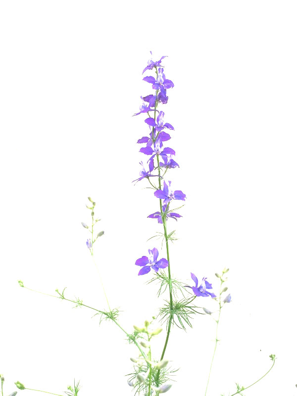 f:id:elmikamino:20110711095158j:image