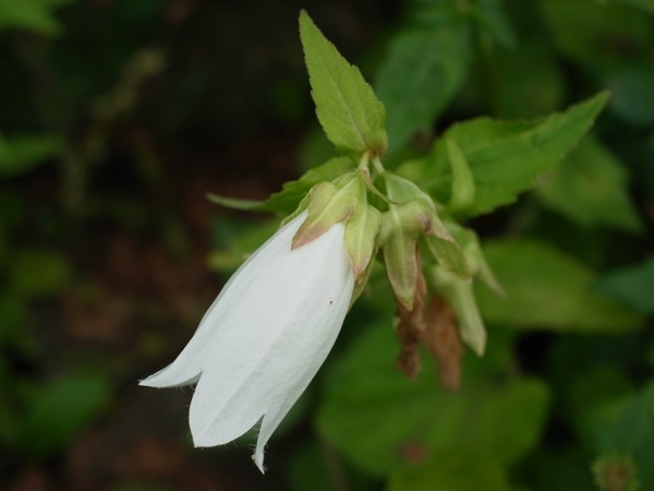 f:id:elmikamino:20110711095555j:image