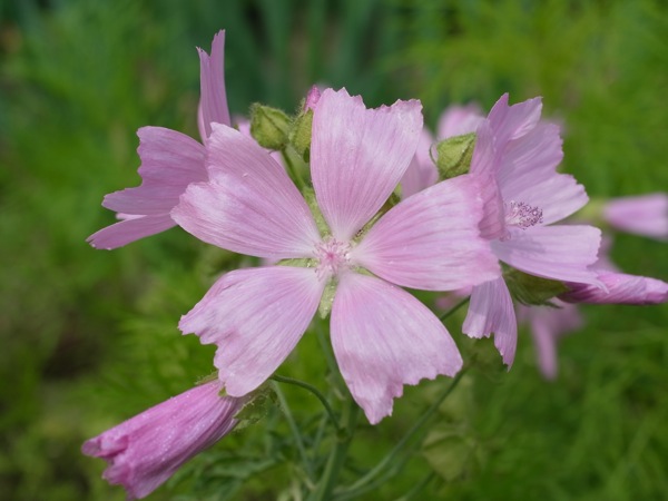 f:id:elmikamino:20110711095618j:image