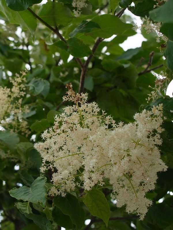 f:id:elmikamino:20110711100617j:image
