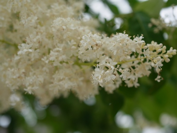 f:id:elmikamino:20110711100629j:image