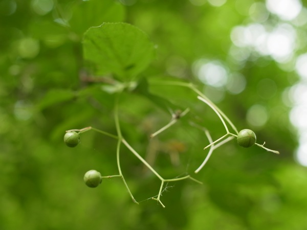 f:id:elmikamino:20110711101558j:image