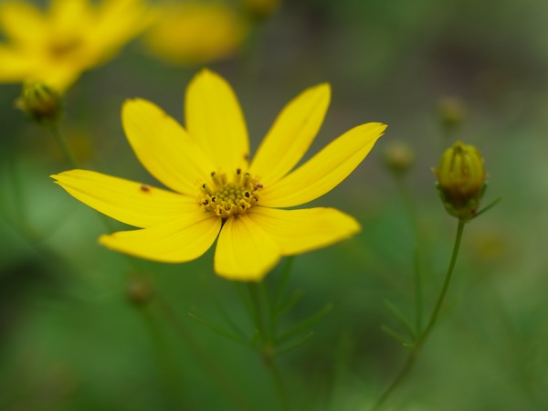 f:id:elmikamino:20110711102727j:image