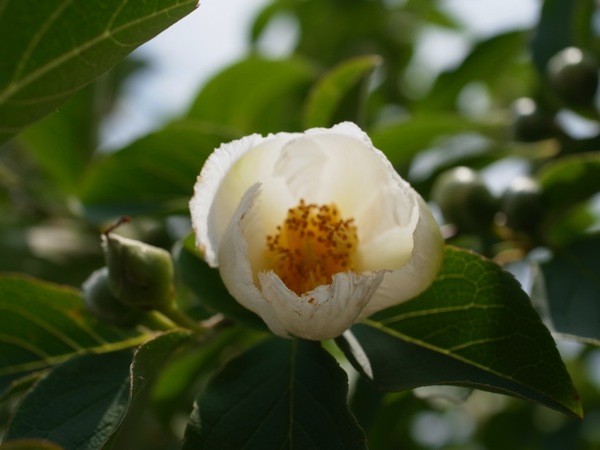 f:id:elmikamino:20110711103000j:image