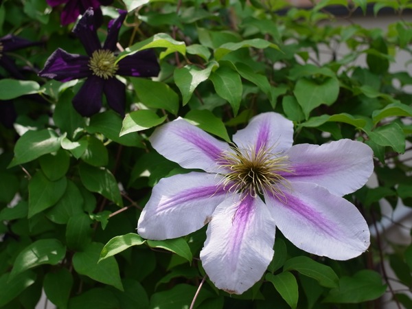 f:id:elmikamino:20110711103629j:image