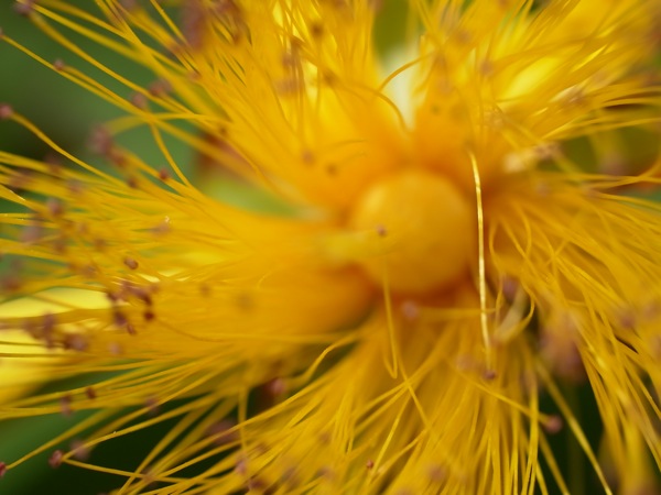 f:id:elmikamino:20110711103743j:image