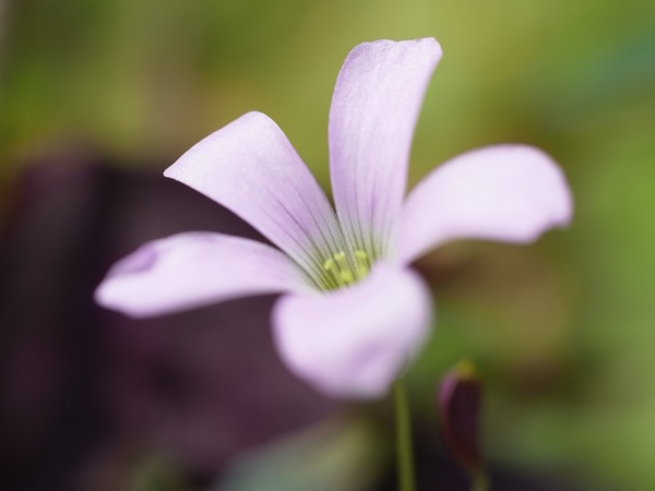 f:id:elmikamino:20110711103809j:image