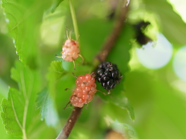 f:id:elmikamino:20110712100640j:image