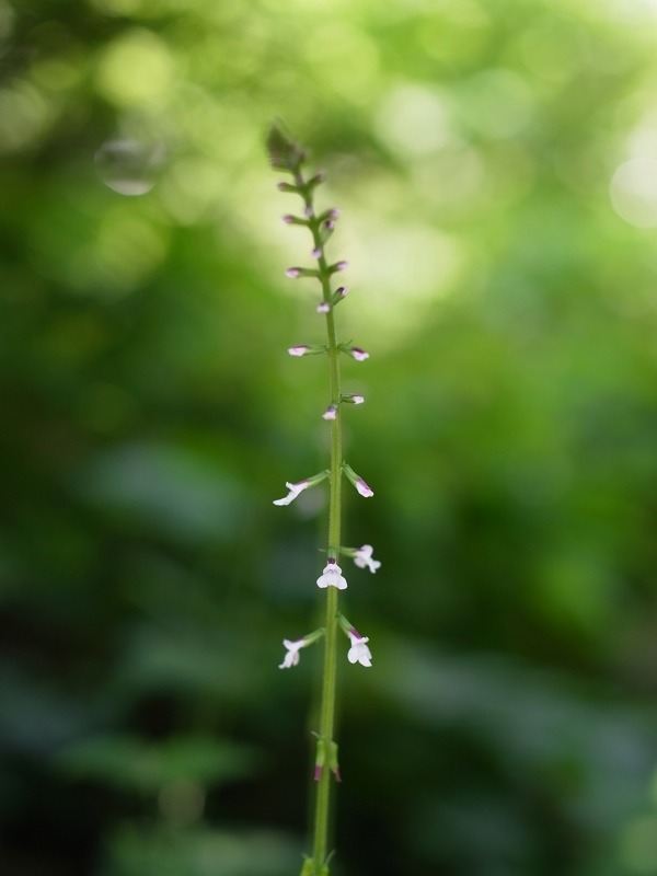 f:id:elmikamino:20110712100701j:image