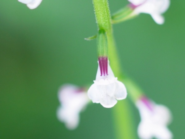 f:id:elmikamino:20110712100738j:image