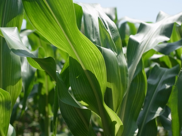 f:id:elmikamino:20110712101501j:image