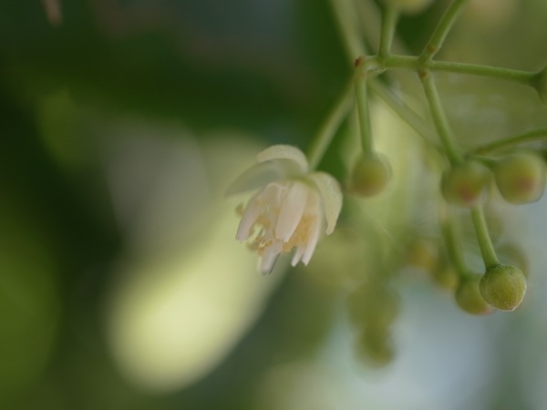 f:id:elmikamino:20110712101627j:image