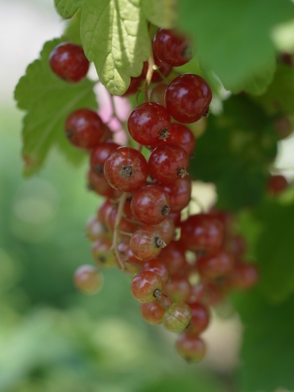 f:id:elmikamino:20110712102027j:image