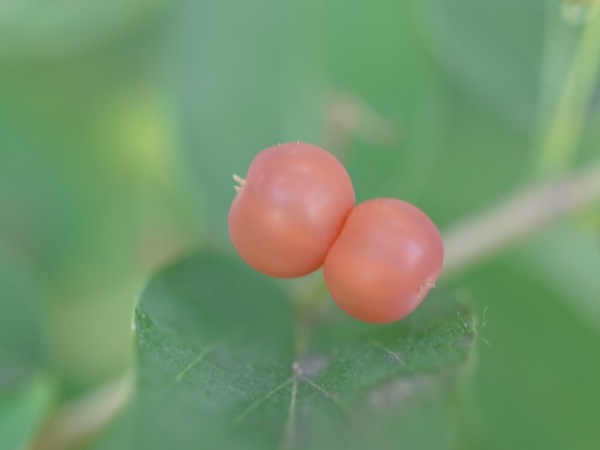 f:id:elmikamino:20110712102523j:image